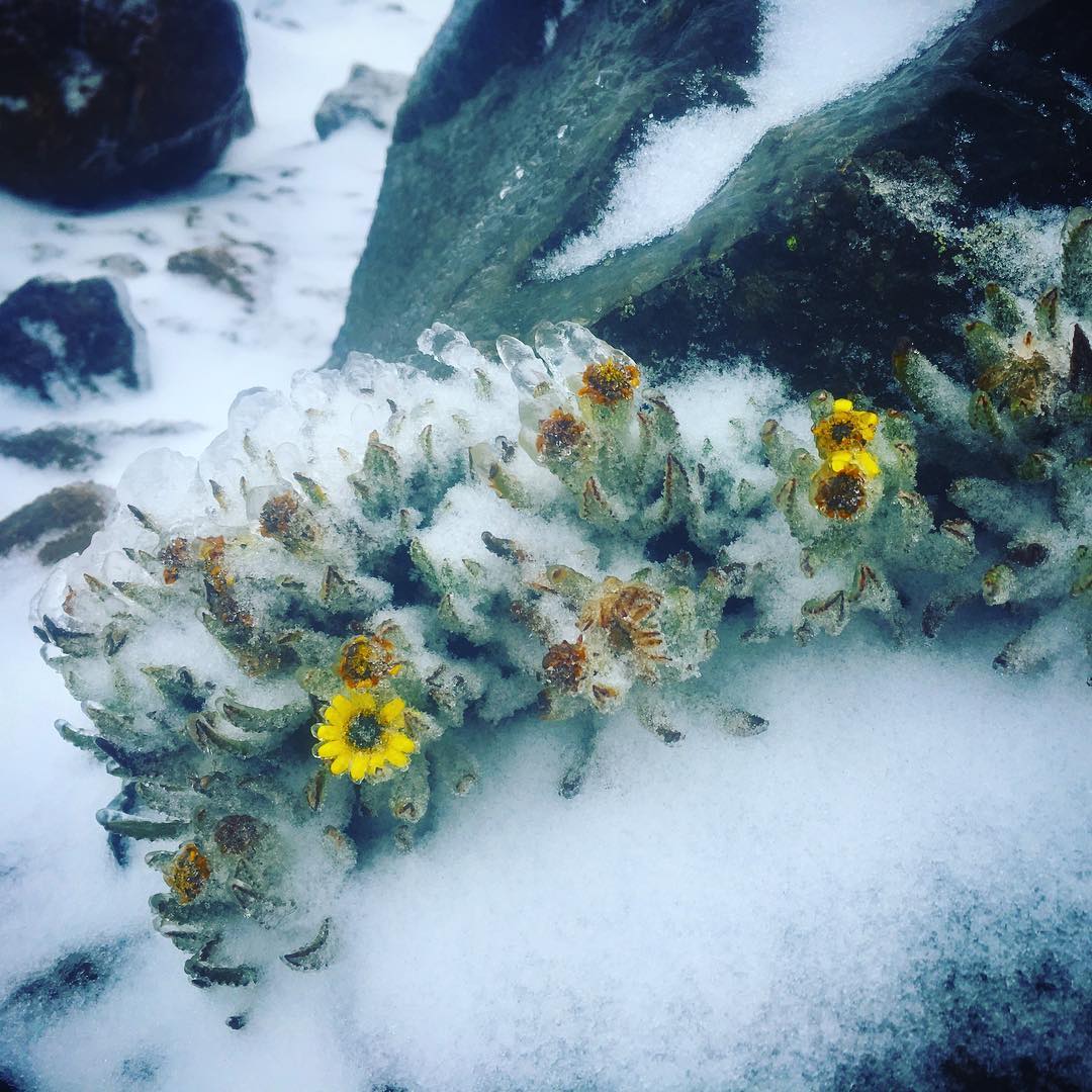 Mount Kenya alpine flora discovery